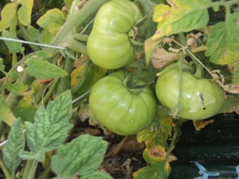 Tomates da horta